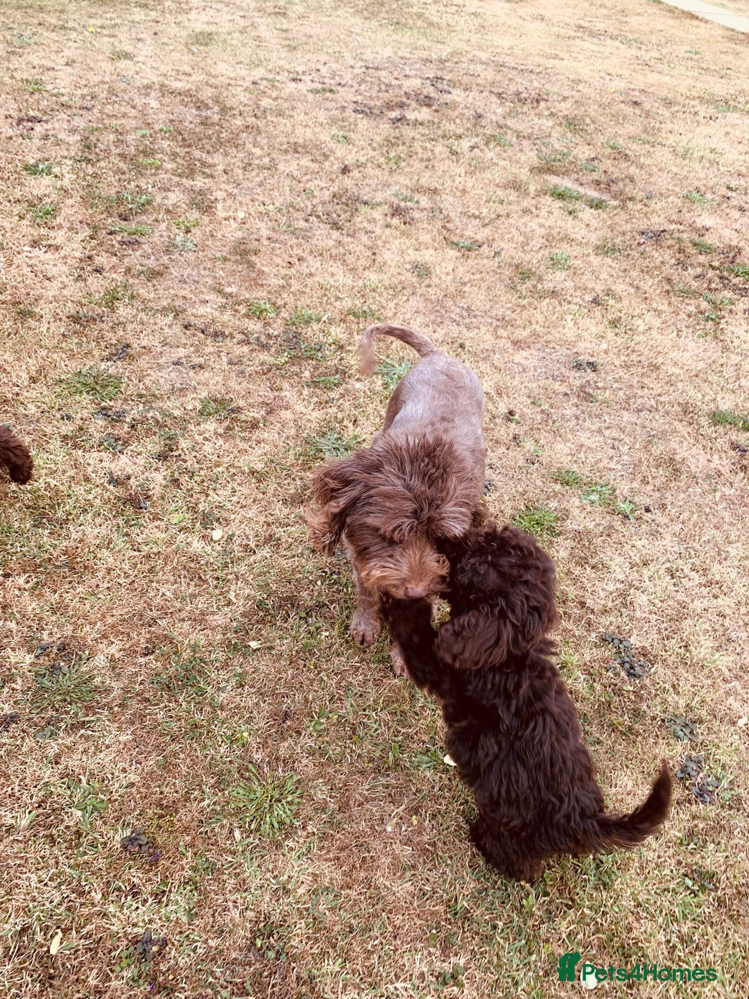 Cockapoo dogs for sale: F1b Cockapoo puppies !! health tested parents !! - Image 27