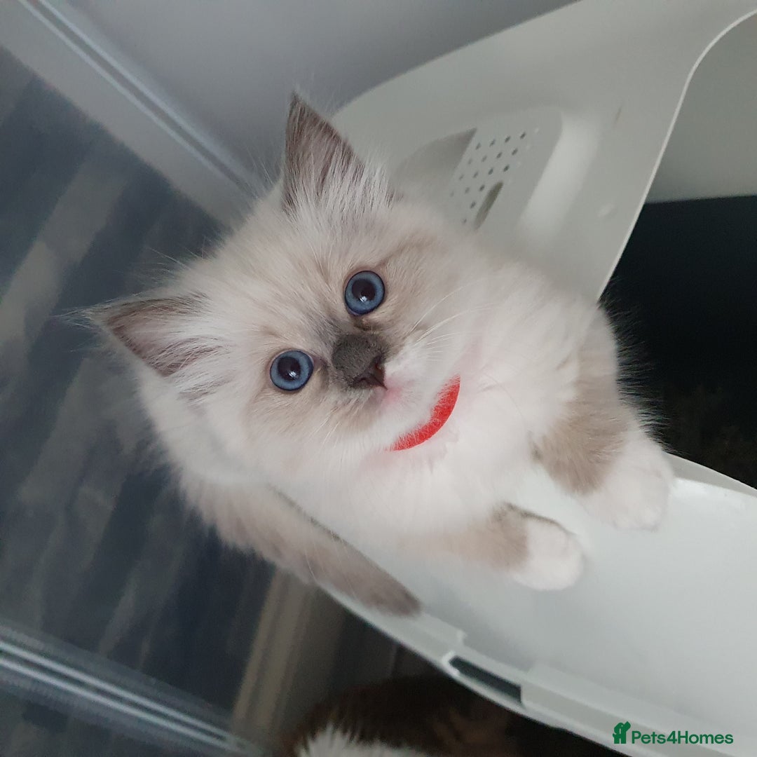 Ragdoll cats for sale: The cutest beautiful Ragdoll kittens! Ready :) - Image 4