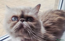 Persian cats for sale: Persian Silver colour, blue eyes 11 month girl - Image 3
