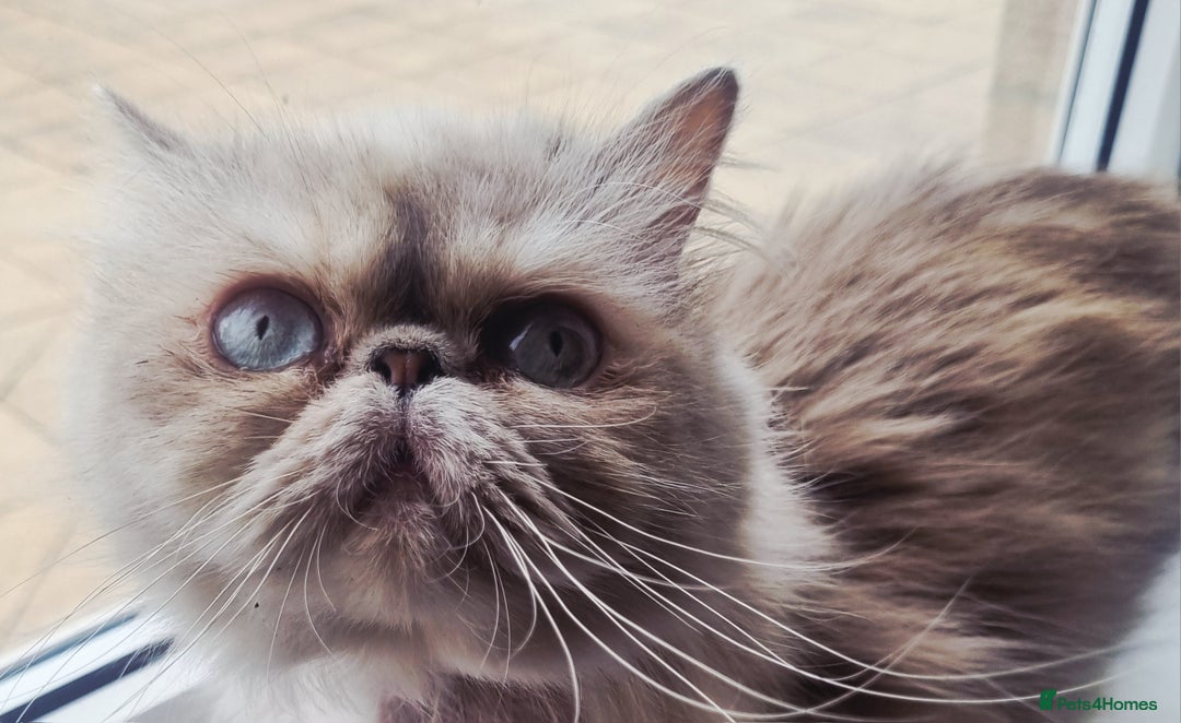 Persian cats for sale: Persian Silver colour, blue eyes 11 month girl - Image 3