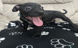 Staffordshire Bull Terrier dogs for sale: 2 Chunky staffy pups left !!! - Image 3