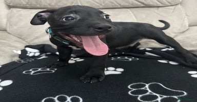 Staffordshire Bull Terrier dogs - Advert 4