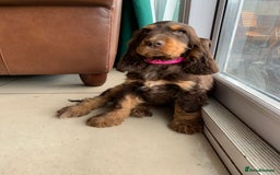 Cocker Spaniel dogs for sale: Kc Reg Pure bred show (Health Tested) - Image 7