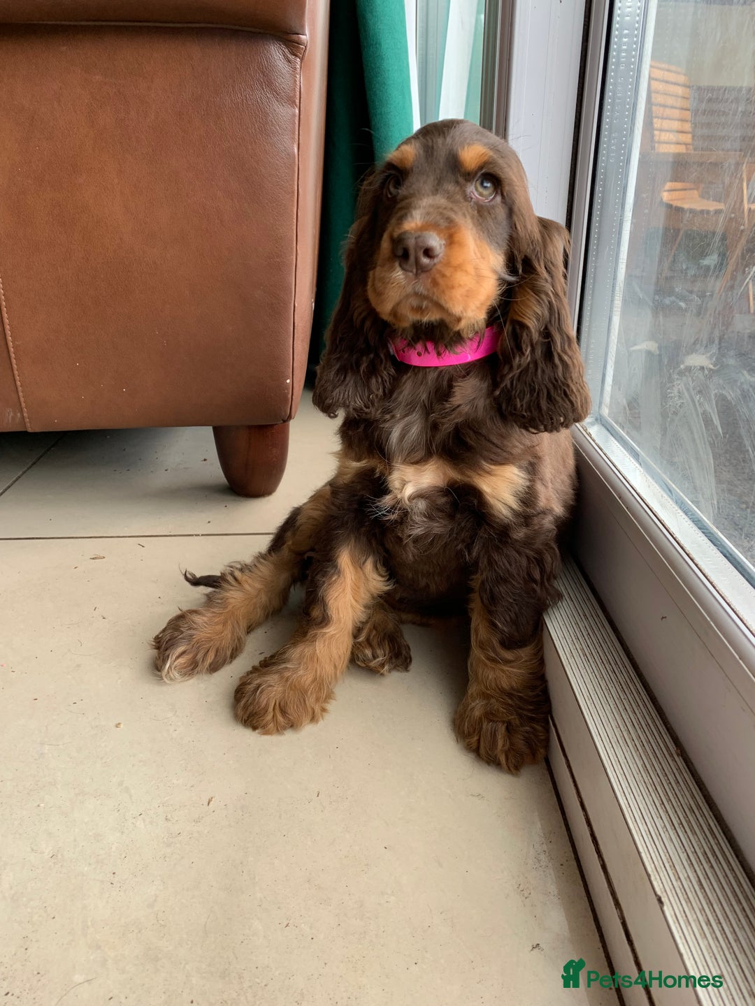 Cocker Spaniel dogs for sale: Kc Reg Pure bred show (Health Tested) - Image 7