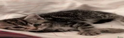 Mixed Breed cats for sale: Beautiful tabby kitten  in Birmingham - Advert 6