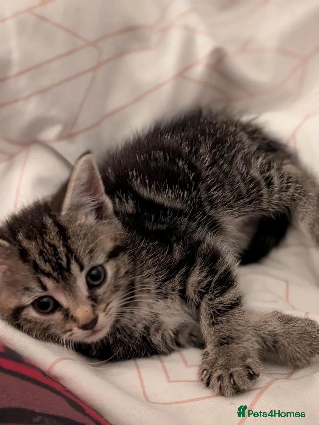 Mixed Breed cats for sale: Beautiful tabby kitten  in Birmingham - Advert 6