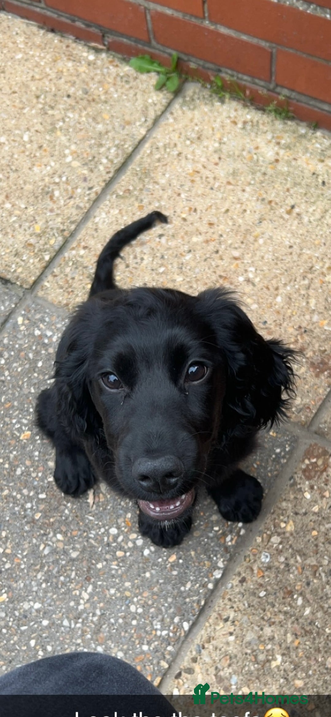 Cocker Spaniel dogs for sale: Cocker Spaniel  - Image 8
