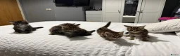 Mixed Breed cats for sale: BEAUTIFUL HOME REARED TABBY KITTENS ready 19/08/26 - Advert 23