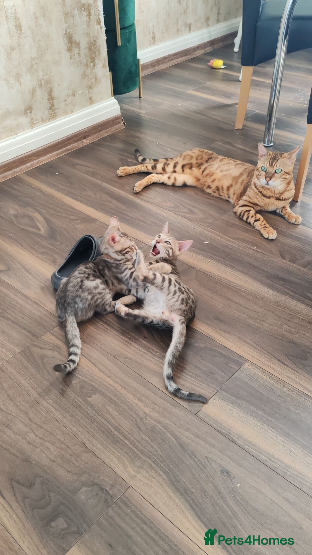 Bengal cats Bengal kittens - 2 grey boys available  - Advert 17