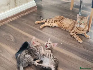 Bengal cats Bengal kittens - 2 grey boys available - Advert 17