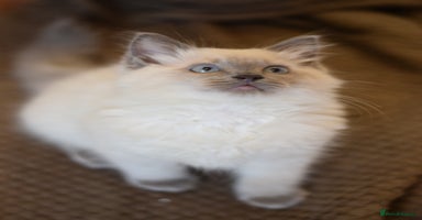 Ragdoll cats - Advert 9