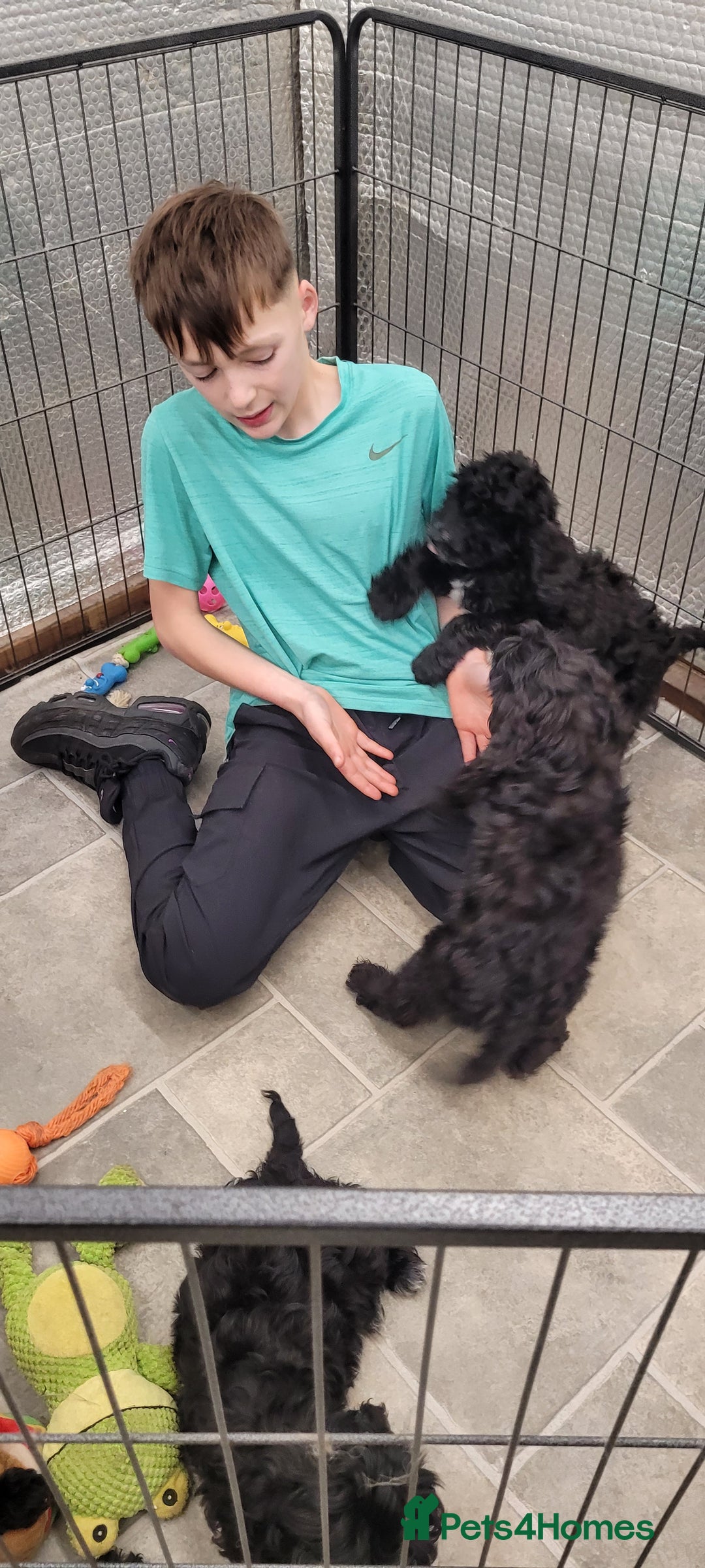 Cockapoo dogs for sale: 3 Stunning Black Girls F1 Show type cockapoos - Advert 15