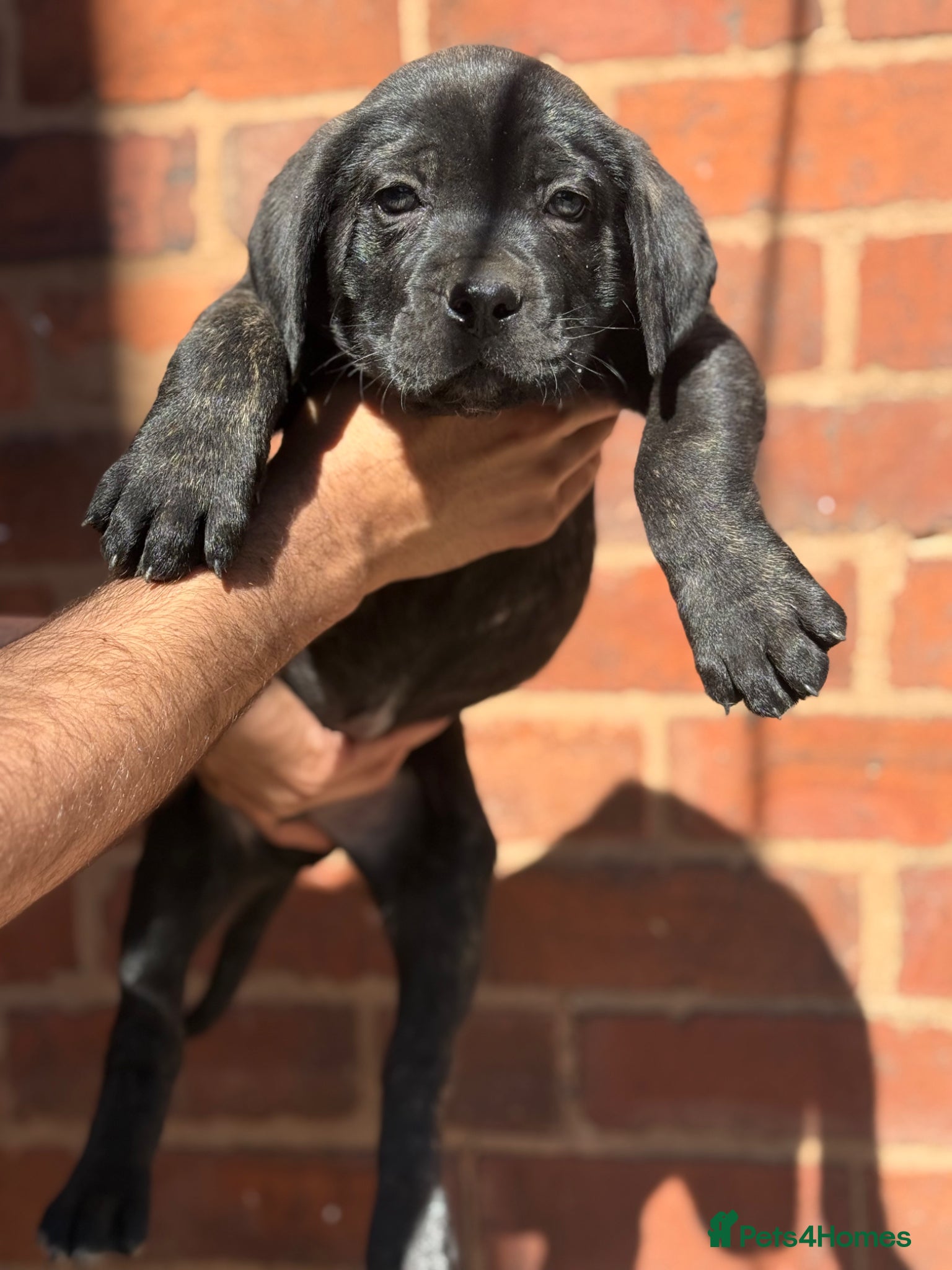 Presa Canario dogs Reduced!! 🏆Champion Blood presa Canario pups!! - Advert 3