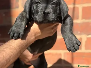 Presa Canario dogs Reduced!! 🏆Champion Blood presa Canario pups!! - Advert 3