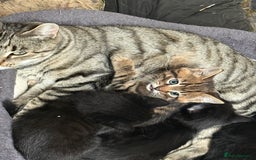 Mixed Breed cats for sale: Beautiful Bengal X kittens - Image 2
