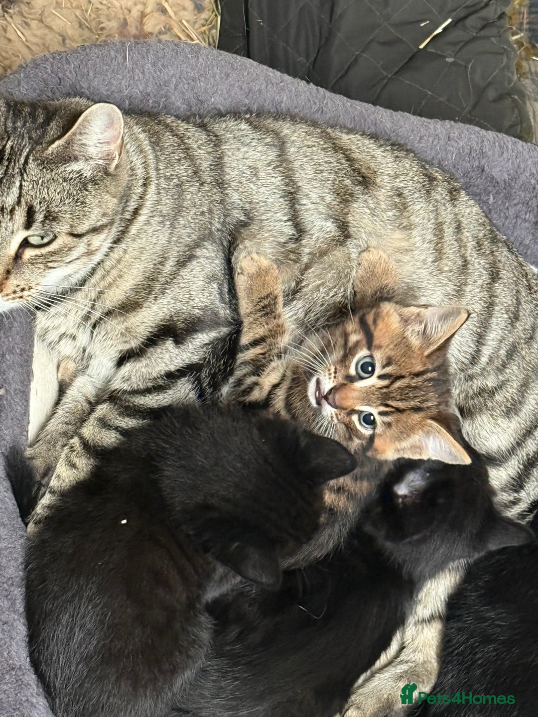 Mixed Breed cats for sale: Beautiful Bengal X kittens - Image 2