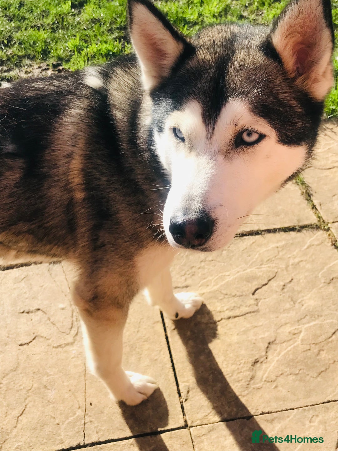 Siberian Husky dogs for sale: Four year old girl Berrien husky - Advert 5