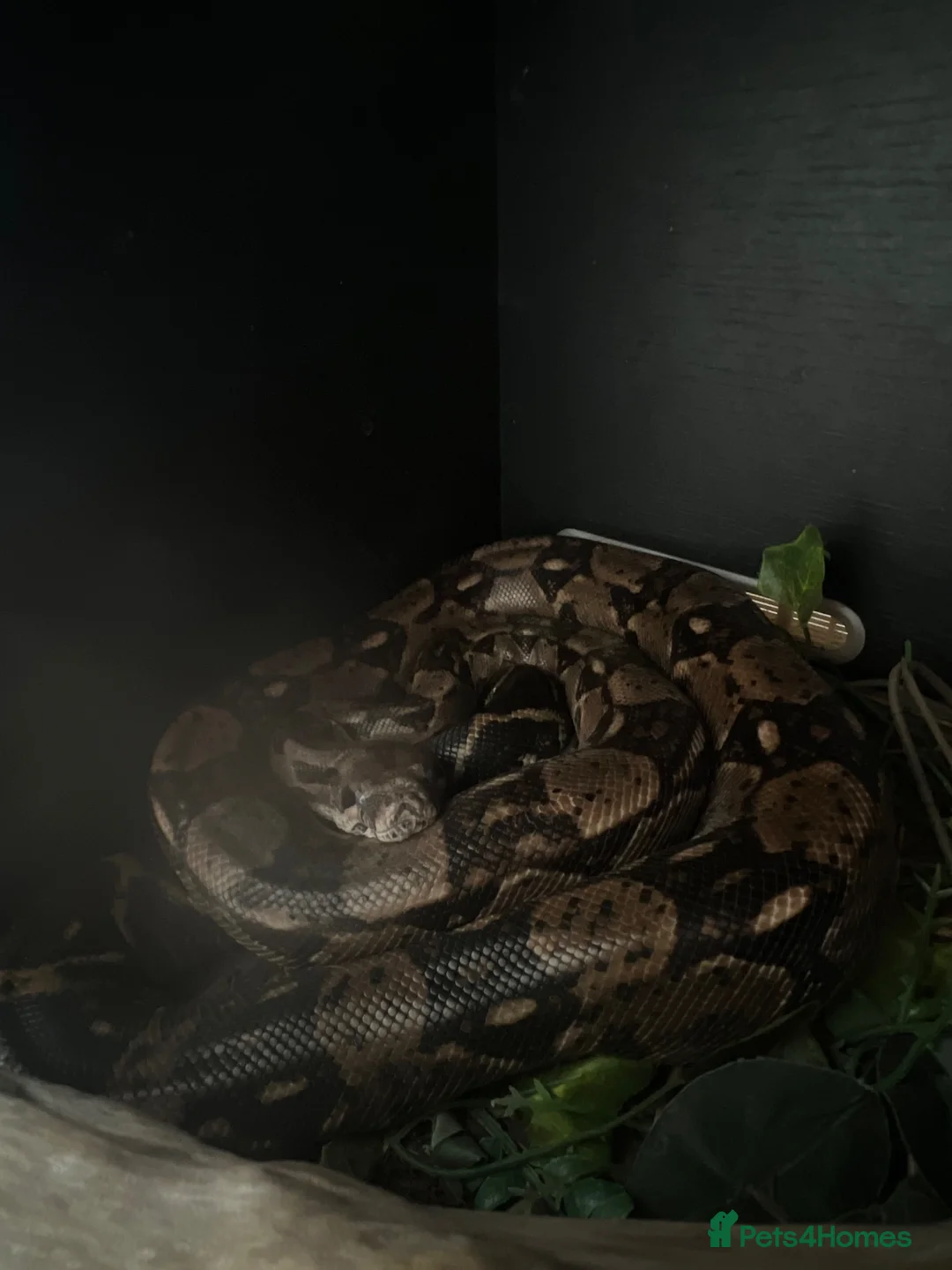 Boa Snake reptiles for sale: lovely red tail boa constrictor for sale  in Southport - Advert 2