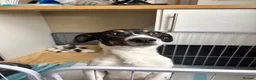 Jack Russell dogs for sale: Beautiful Jack Russell Pups 🩵🩷 - Advert 9