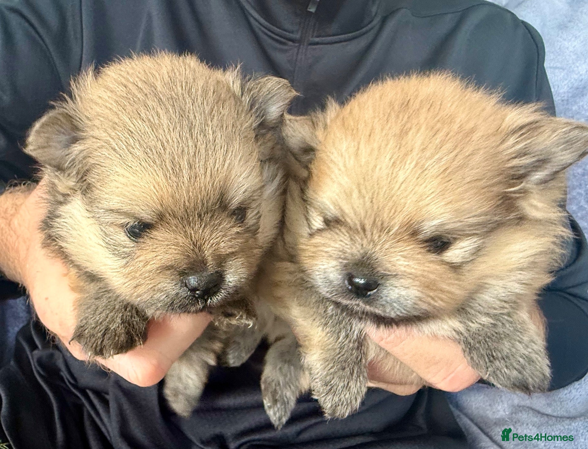 Pomeranian dogs for sale: Gorgeous small Pomeranian puppies 🐻 - Advert 1