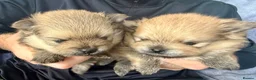 Pomeranian dogs for sale: Gorgeous small Pomeranian puppies 🐻 - Advert 1