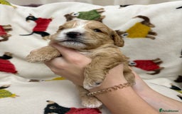 Cockapoo dogs for sale: Five Beautiful Cockerpoo Puppies  - Image 7