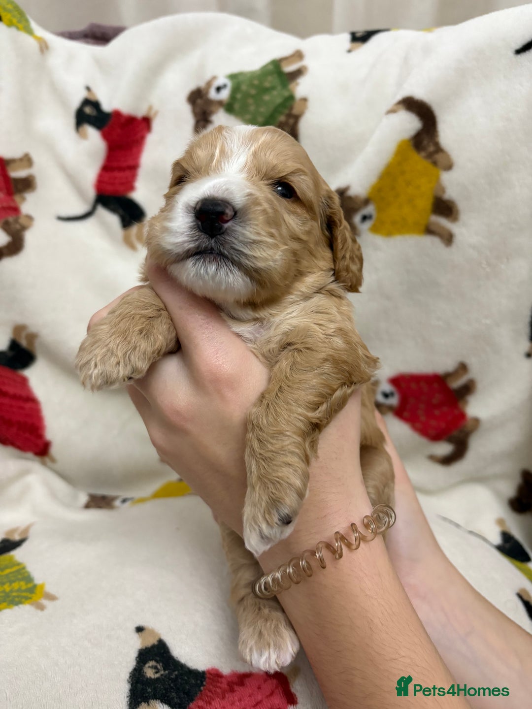 Cockapoo dogs for sale: Five Beautiful Cockerpoo Puppies  - Image 7