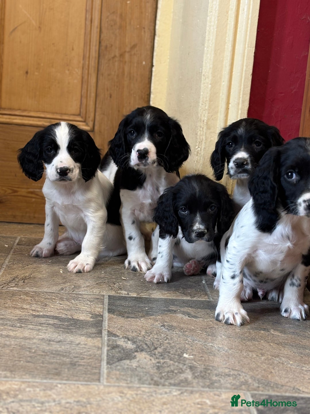 English Springer Spaniel dogs for sale: Stunning DNA Clear KC Springer Spaniel Puppies  - Image 10