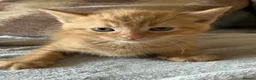 Mixed Breed cats for sale: Beautiful kittens for sale  - Advert 3
