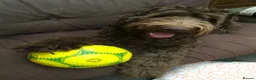 Labradoodle dogs for stud: JucaDoodles Rafael  in Sheffield - Advert 2