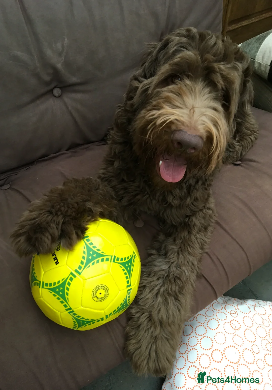 Labradoodle dogs for stud: JucaDoodles Rafael  in Sheffield - Advert 2