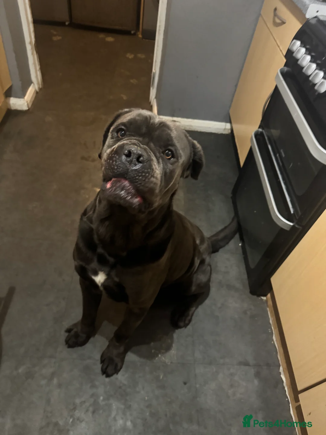 Cane Corso dogs for sale: Blaze - Advert 1