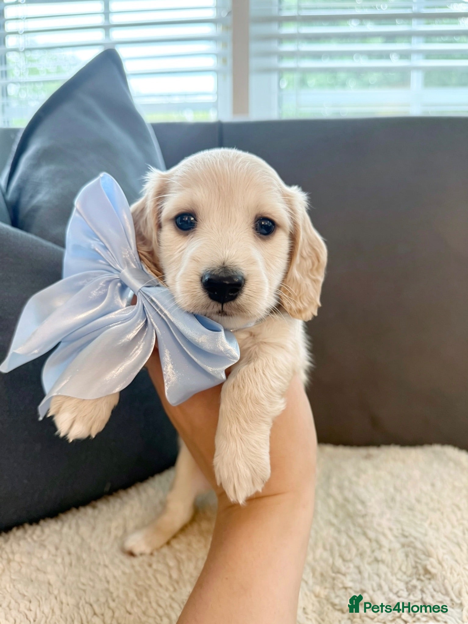 Miniature Dachshund dogs KC Registered Miniature Dachshund Puppies🤎 - Advert 11
