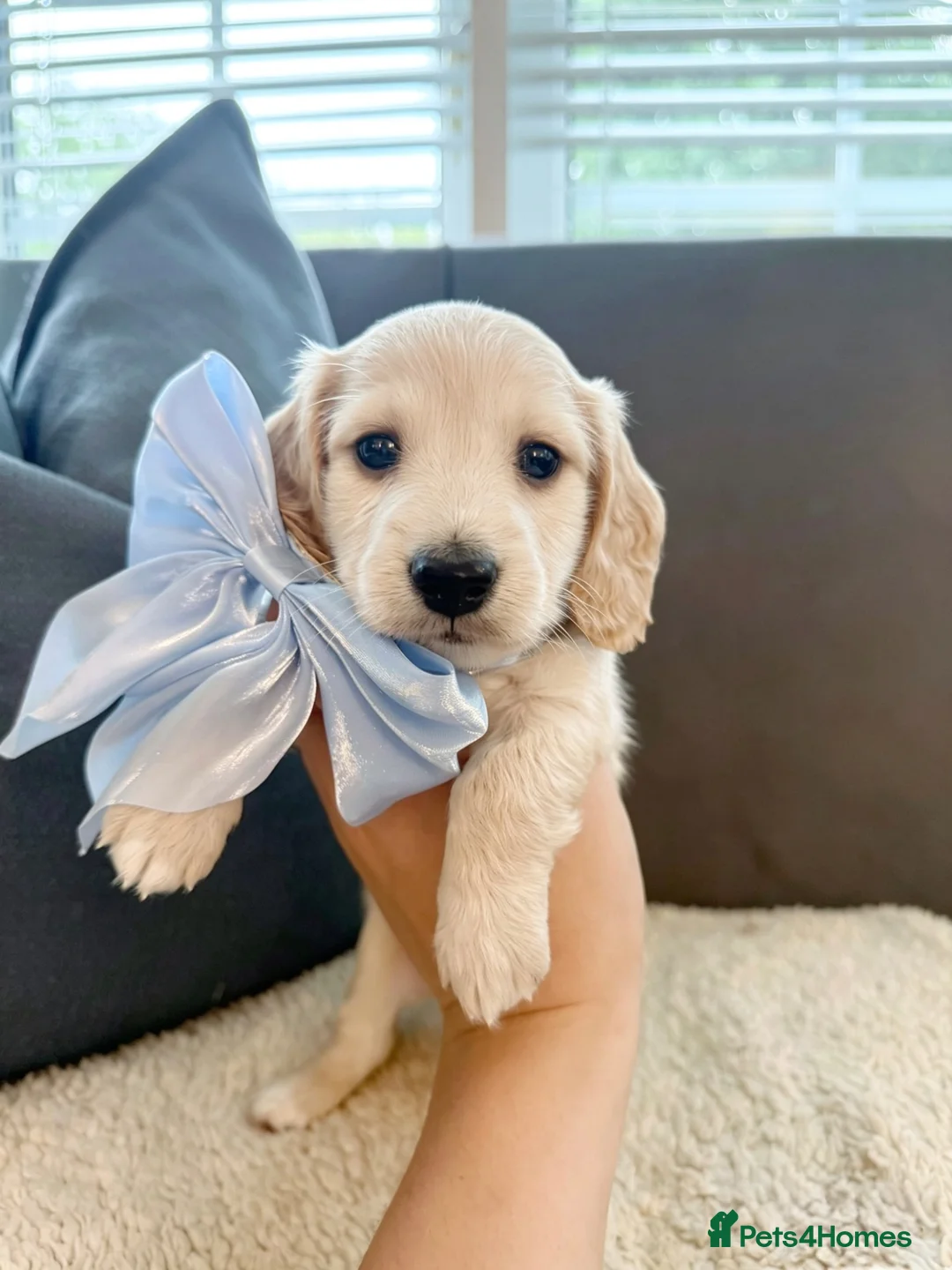 Miniature Dachshund dogs for sale: KC Registered Miniature Dachshund Puppies🤎 - Advert 1