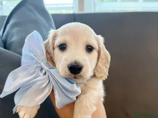Miniature Dachshund dogs KC Registered Miniature Dachshund Puppies🤎 - Advert 11