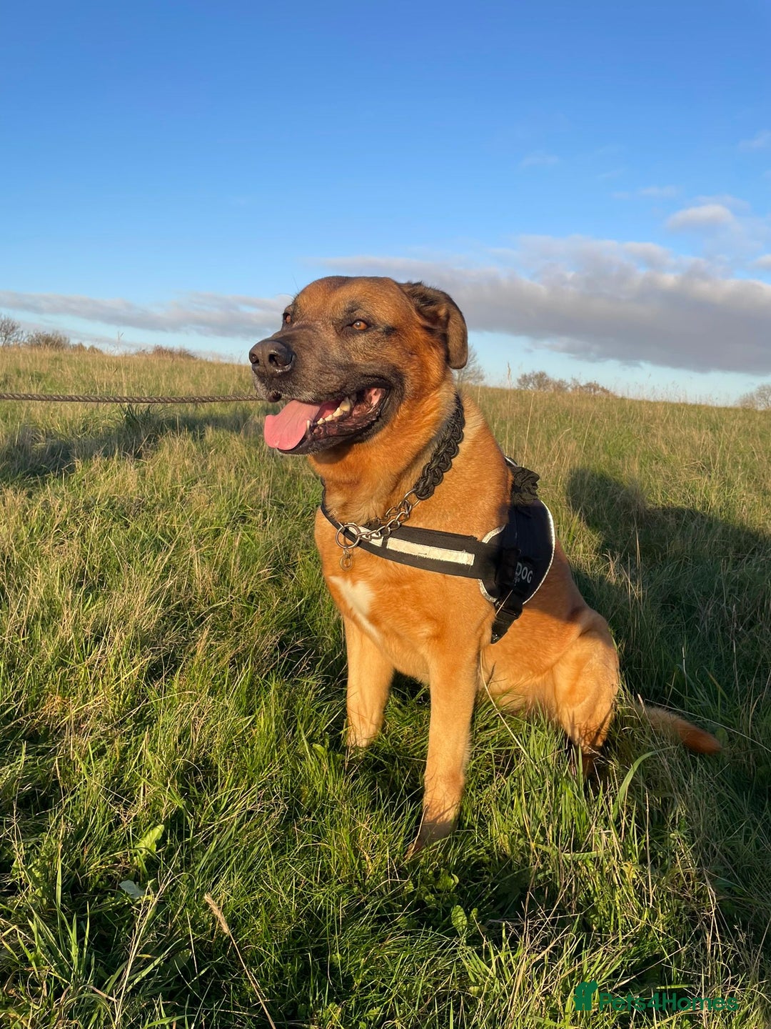 Mixed Breed dogs for stud: Stud  - Advert 5