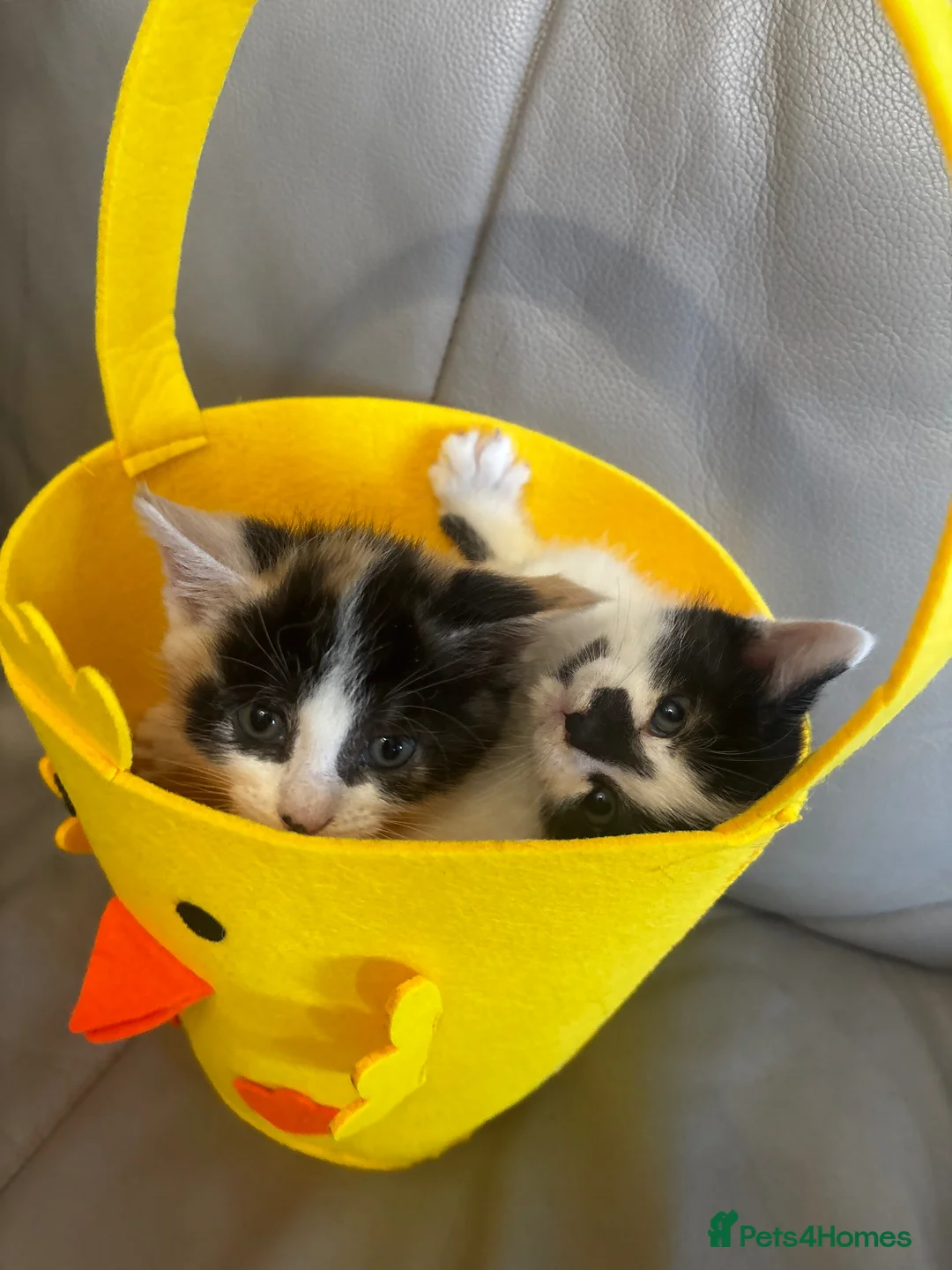 Mixed Breed cats for sale: 2 stunning bengal x mainecoon girls  - Advert 1