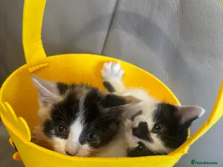 Mixed Breed cats 2 stunning bengal x mainecoon girls - Advert 1