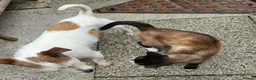 Snowshoe cats for sale: Retired breeding snowshoe looking for forever home - Advert 4