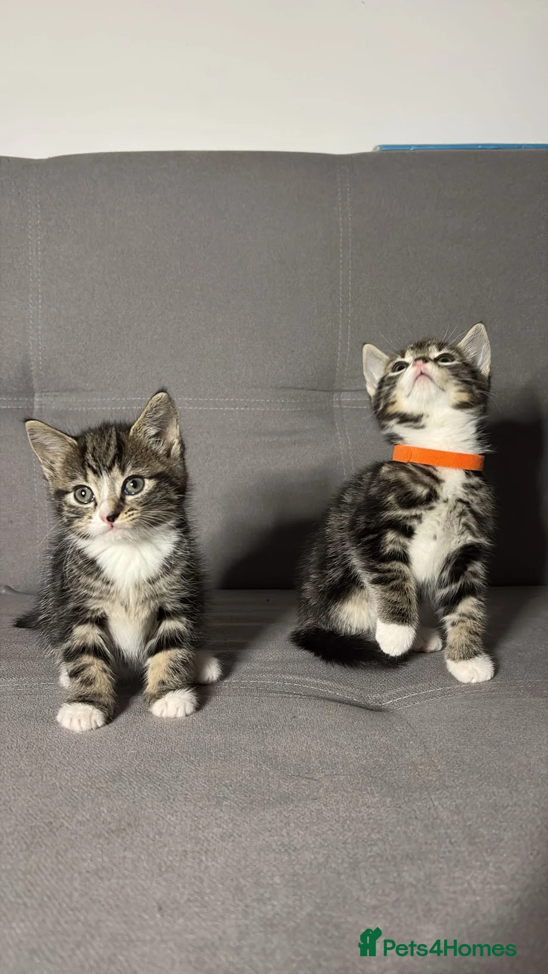 Mixed Breed cats for sale: X2 Beautiful Kittens - Ready to leave! - Advert 2