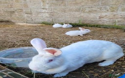 New Zealand rabbits for sale: New Zealand White Rabbits in Bradford - Image 3