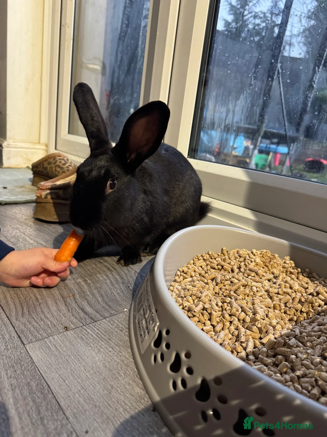 English rabbits for sale: Black male English cross continental giant  - Advert 2