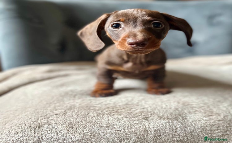Miniature Dachshund dogs - Advert 2