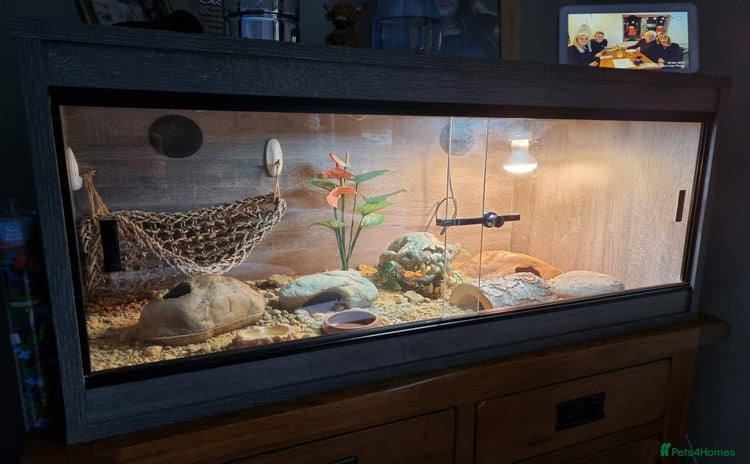 Gecko reptiles - Advert 14