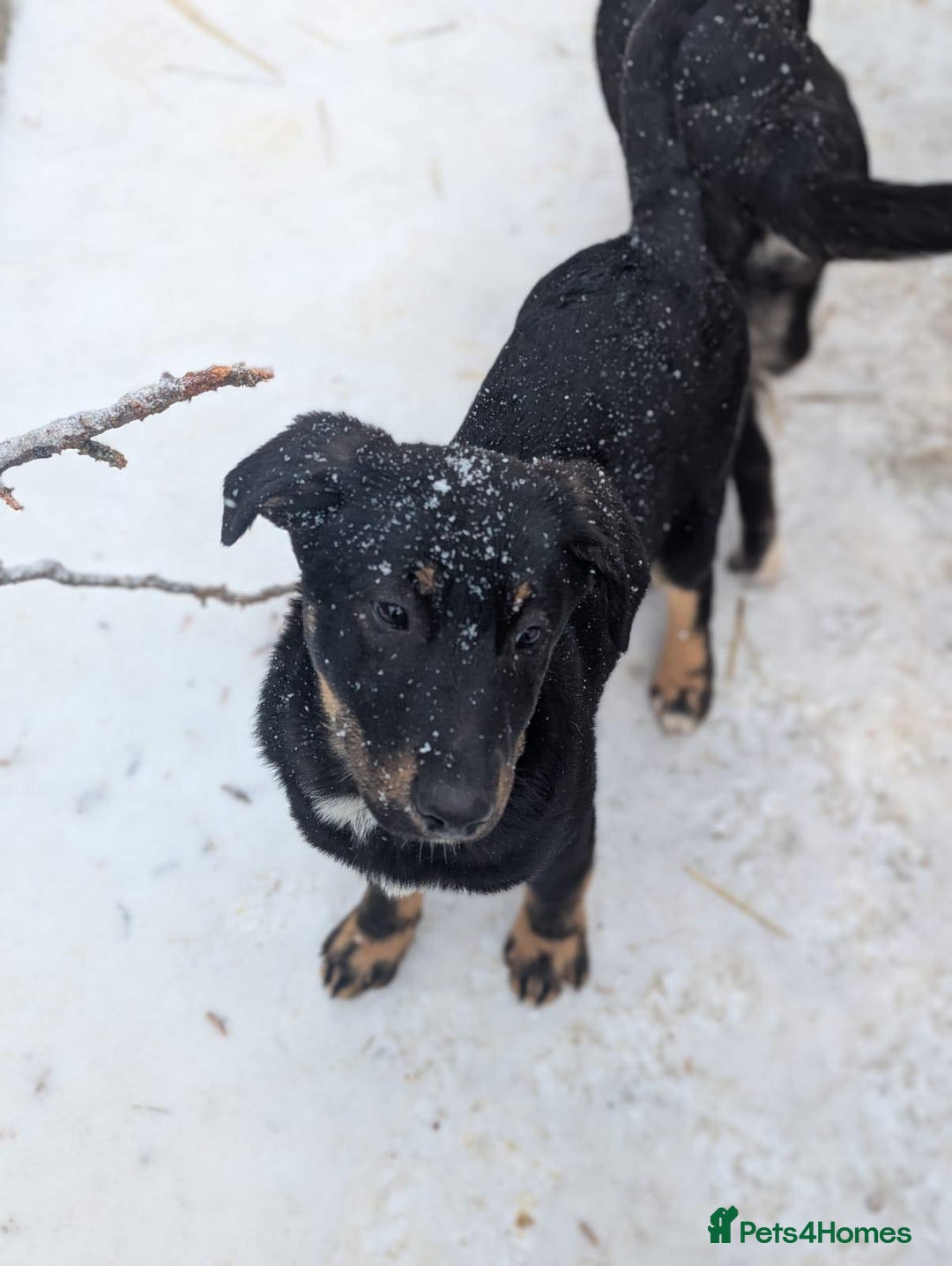 Mixed Breed dogs for adoption: Quinn 🩷 - Advert 3