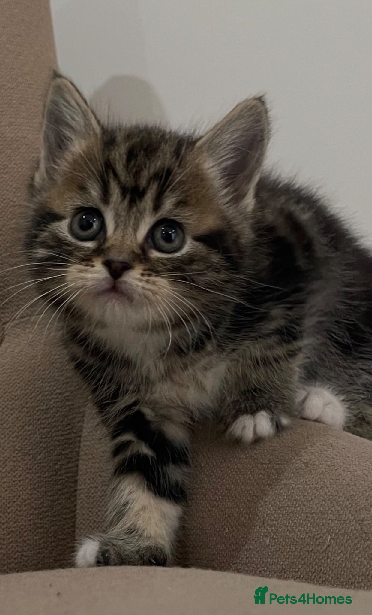Mixed Breed cats Adorable Kittens for Sale! - Advert 14