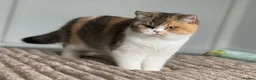 British Shorthair cats for sale: Choc/black ticked tabby white TICA reg  - Advert 5