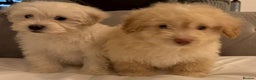 Maltipoo dogs for sale: Gorgeous Maltipoo puppies - Advert 2