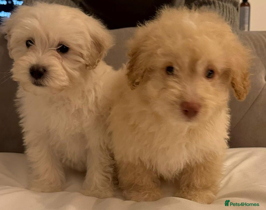 Maltipoo dogs for sale: Gorgeous Maltipoo puppies - Advert 2