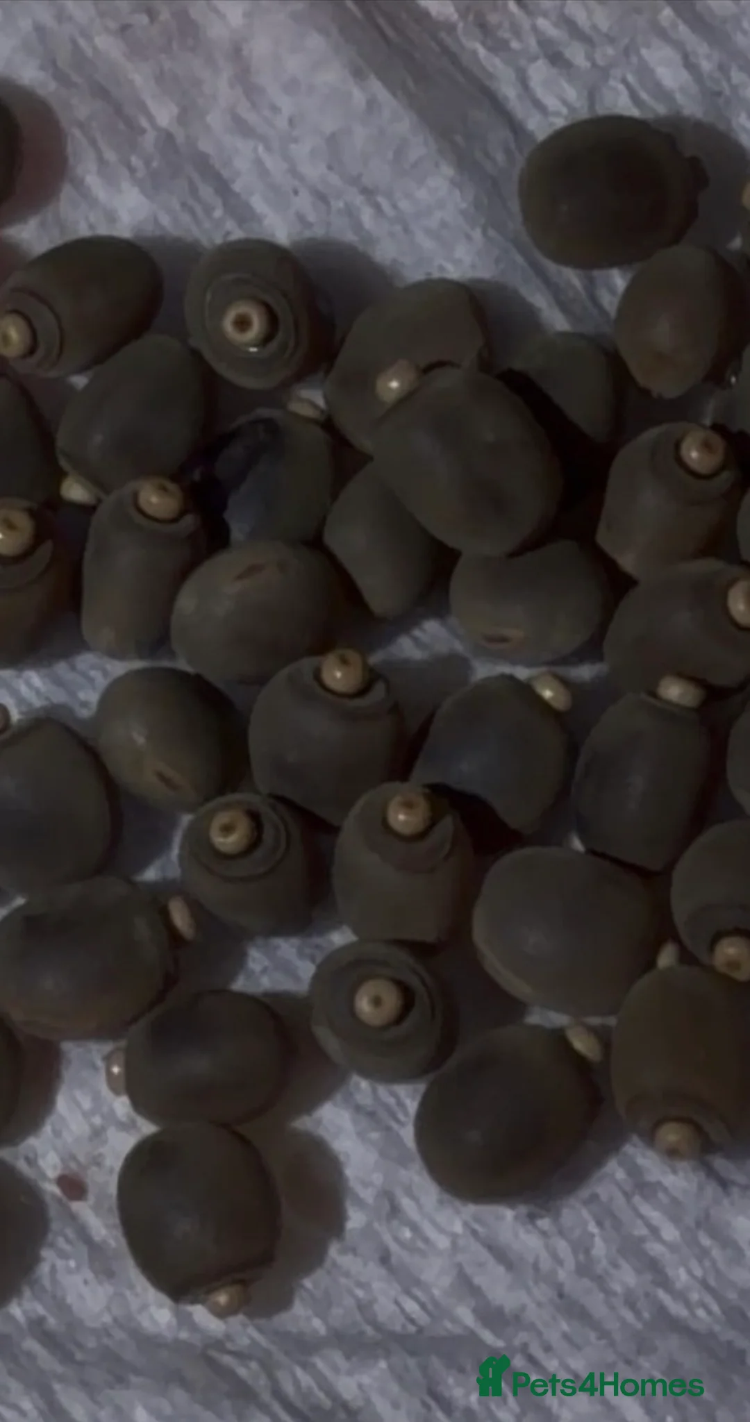 Stick Insects invertebrates for sale: Indian stick insect nymphs (babies) and/or eggs - Advert 5